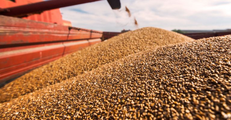 Secagem de grãos: entenda como funciona esse processo